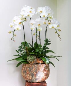 Chậu Lan Hồ Điệp giáng trần