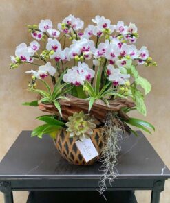 Chậu Lan Hồ Điệp Happy Joy