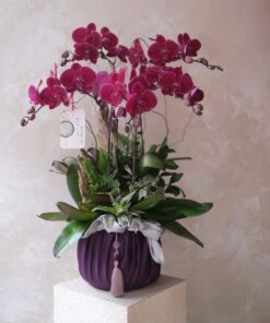 Chậu Lan Hồ Điệp Havana