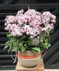 Chậu Lan Hồ Điệp Hoàng Đạo