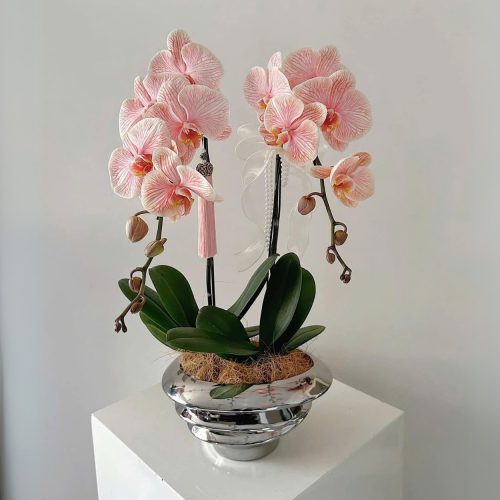 Chậu Lan Hồ Điệp Hoàng Ngọc Tĩnh