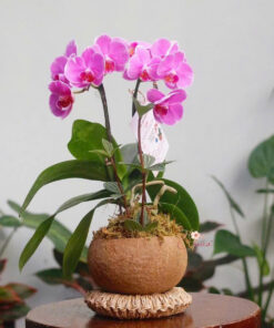 Chậu Lan Hồ Điệp Hơn Cả Yêu