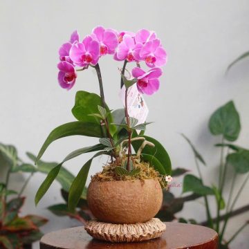 Hơn Cả Yêu