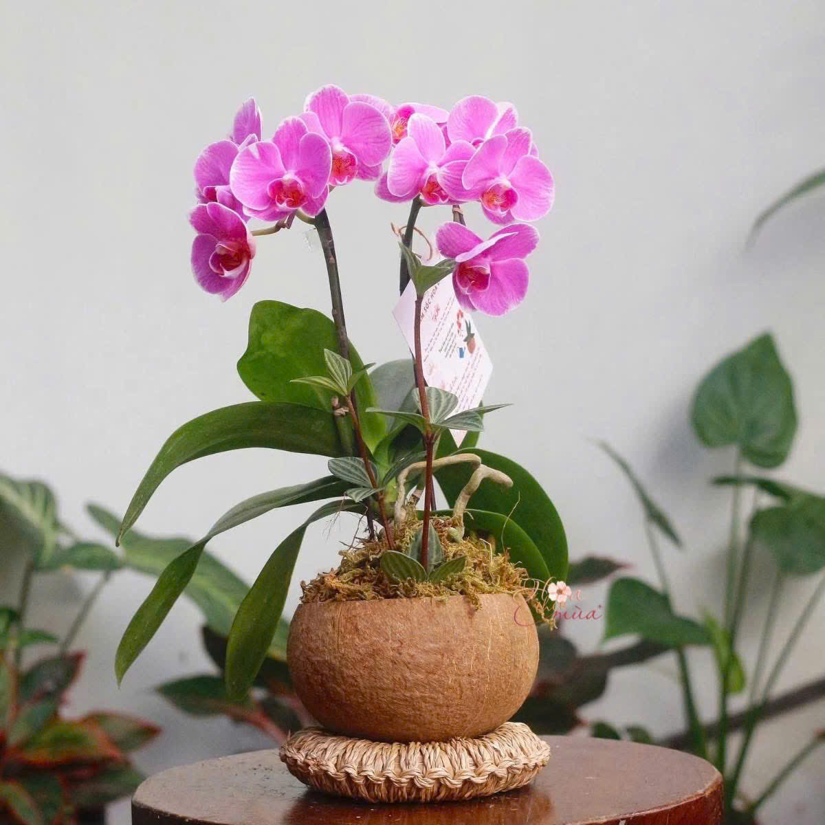 Chậu Lan Hồ Điệp Hơn Cả Yêu