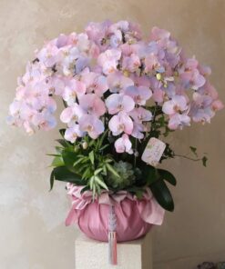 Chậu Lan Hồ Điệp Hồng Every Night