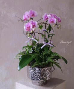 Chậu Lan Hồ Điệp Hương Liên Quý