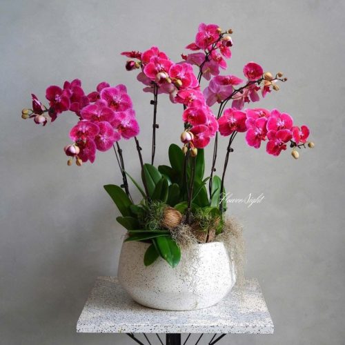 Chậu Lan Hồ Điệp Hương Phúc