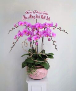 Chậu Lan Hồ Điệp Khai Trương Giấc Mộng Xưa