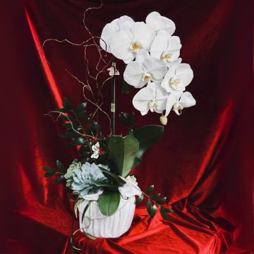 Khai trương lộc Phát