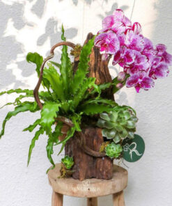 Chậu Lan Hồ Điệp Khai Trương Morning of Garden