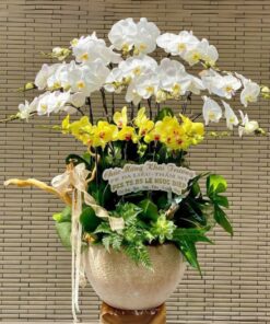 Chậu Lan Hồ Điệp Khai Trương Ngọc Lan Quý