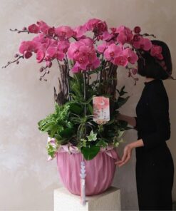 Chậu Lan Hồ Điệp Khai Trương Scarlet Kiss Orchid