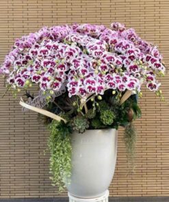 Chậu Lan Hồ Điệp Khai Trương The Charm Of Beauty