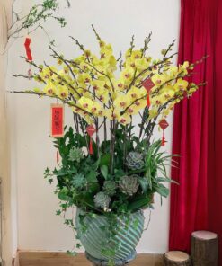 Chậu Lan Hồ Điệp Khai Trương Thuận buồm xuôi gió