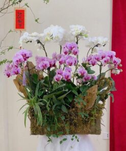 Chậu Lan Hồ Điệp Khai Trương Van sự khởi sắc