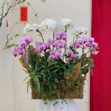 Van sự khởi sắc