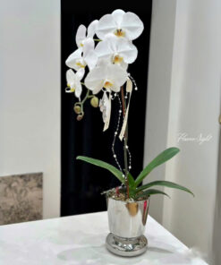 Chậu Lan Hồ Điệp Khai Vận