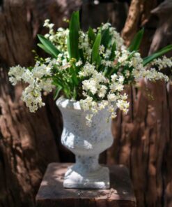 Chậu Lan Hồ Điệp Kim Anh