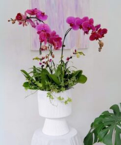 Chậu Lan Hồ Điệp Lan Diệu Kỳ