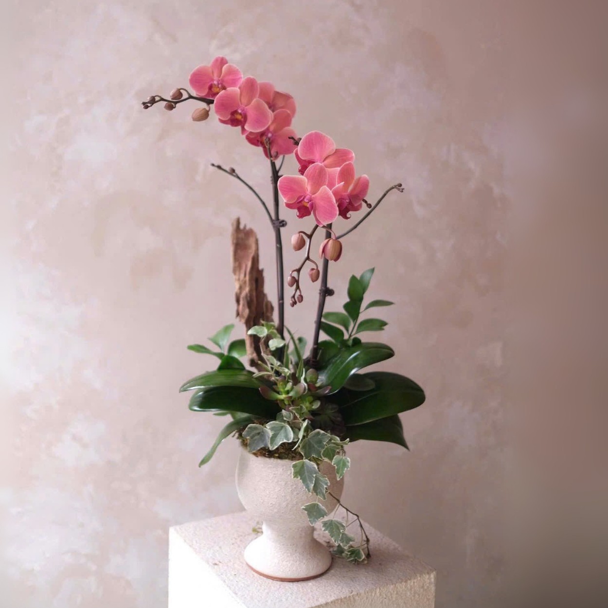 Chậu Lan Hồ Điệp Tím Mộng