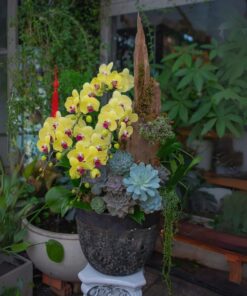 Chậu Lan Hồ Điệp Lucky