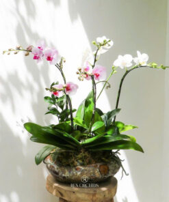 Chậu Lan Hồ Điệp Mã Đáo Thành Công