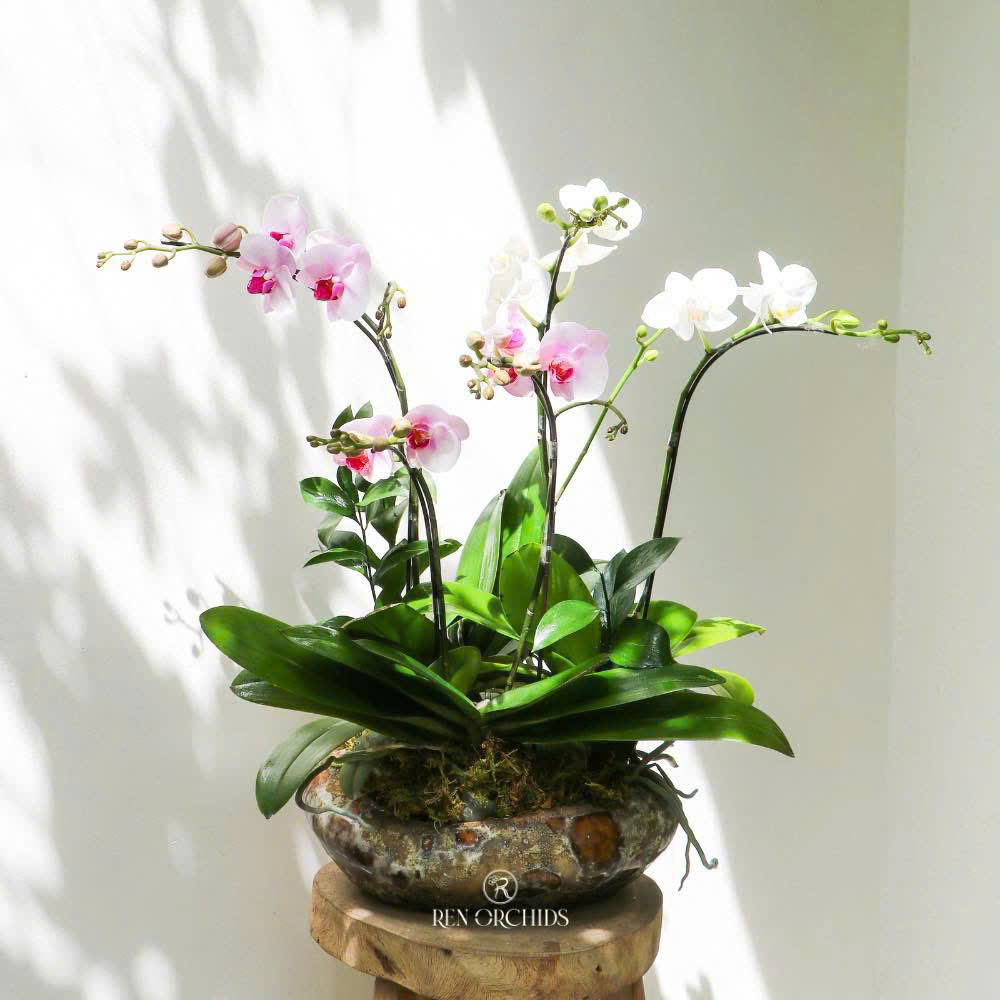 Chậu Lan Hồ Điệp Mã Đáo Thành Công