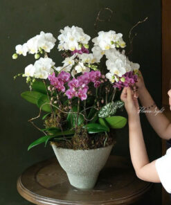 Chậu Lan Hồ Điệp Make you smile