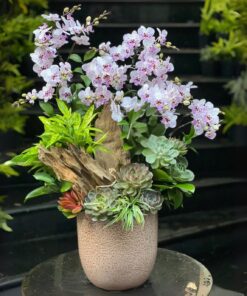 Chậu Lan Hồ Điệp Món quà tuyệt vời