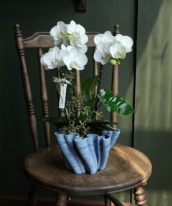 Chậu Lan Hồ Điệp Mộng Lan