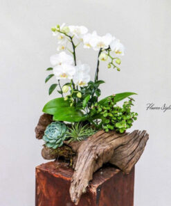 Chậu Lan Hồ Điệp Mộng Thu