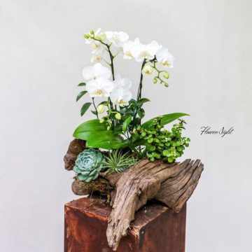 Mộng Thu