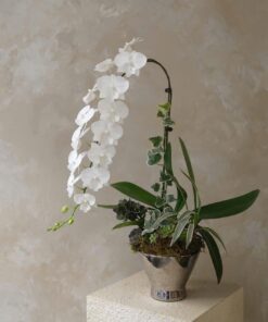 Chậu Lan Hồ Điệp Mộng Thu