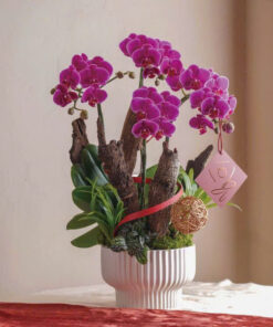 Chậu Lan Hồ Điệp Mừng Thọ Best of Luck