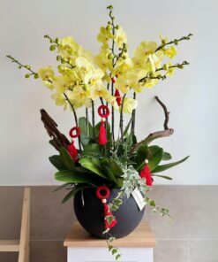 Chậu Lan Hồ Điệp Mừng Thọ Hoa Mai Tĩnh