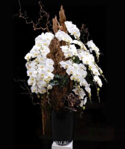 Chậu Lan Hồ Điệp Mừng Thọ Lan Hồ Điệp Khai Xuân