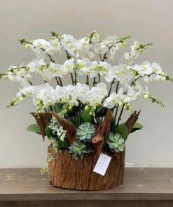 Chậu Lan Hồ Điệp Mừng Thọ Sunset Whisper