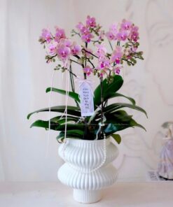 Chậu Lan Hồ Điệp Mừng Thọ Thời không sai lệch