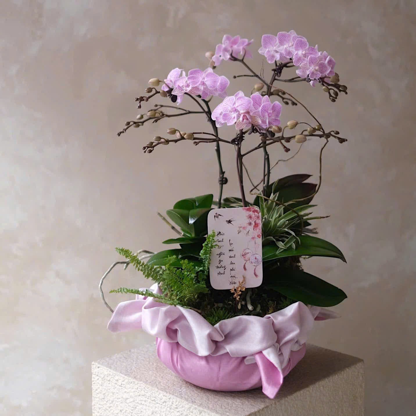 Chậu Lan Hồ Điệp My Juliet