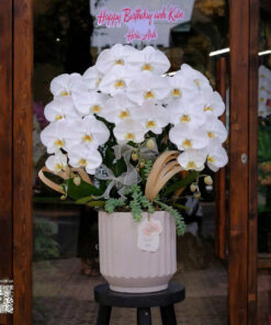 Chậu Lan Hồ Điệp Ngọt ngào