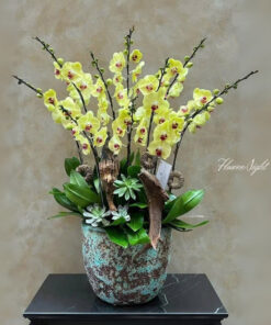 Chậu Lan Hồ Điệp Nhật Hạ