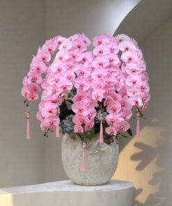 Chậu Lan Hồ Điệp Nhiệt huyết thanh xuân