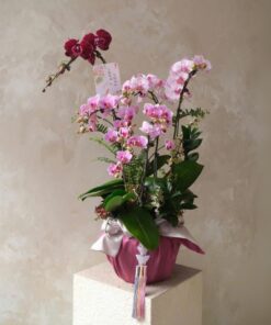 Chậu Lan Hồ Điệp Pastive