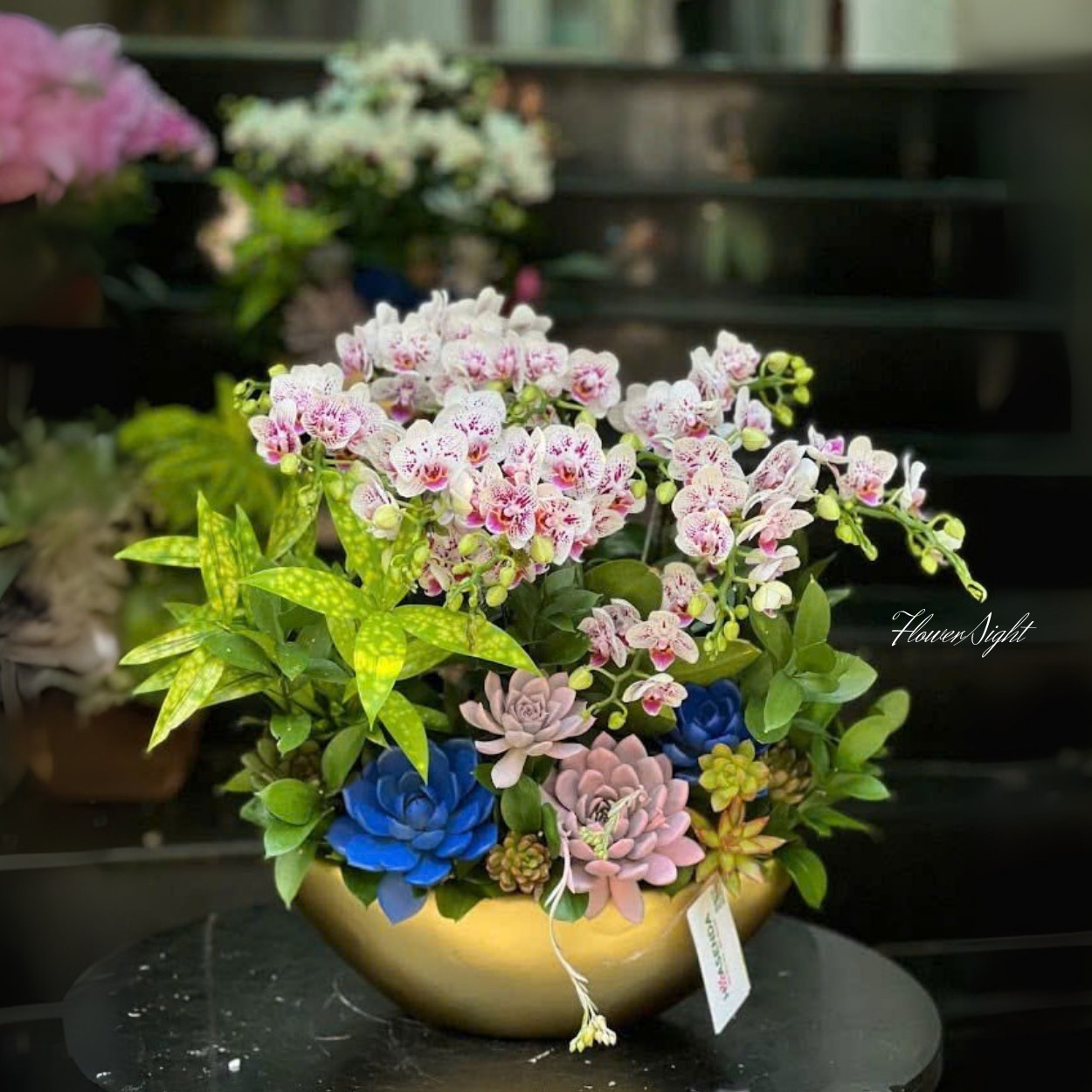 Chậu Lan Hồ Điệp Pure Grace Orchid