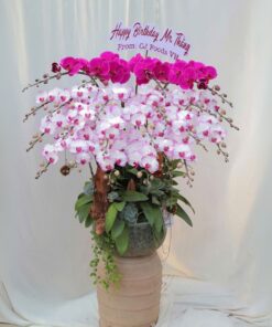 Chậu Lan Hồ Điêp Quyết Thắng