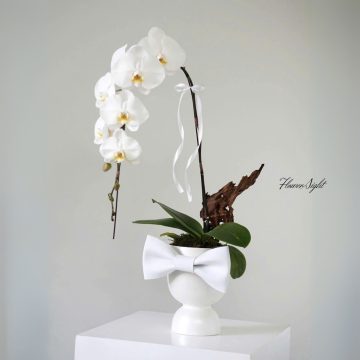 Radiant Love Orchid