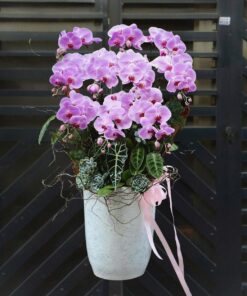 Chậu Lan Hồ Điệp Rạng ngời sự nghiệp