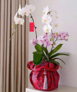 Chậu Lan Hồ Điệp Rừng vàng biển bạc