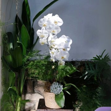 Sắc Hương Ngày Xuân