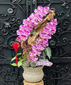 Chậu Lan Hồ Điệp Sắc Màu Tươi Xinh